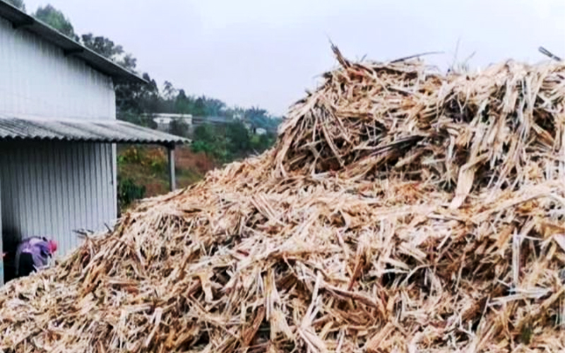 Dehydration of bagasse